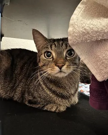 בית אירוח Gemuetliches 