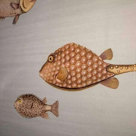 Casa Los Peces Apartment *