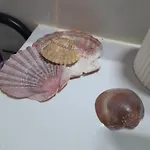 Проживание в семье Gemuetliches 