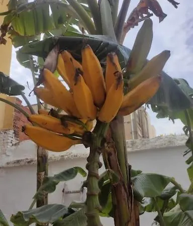 Ruzafa Terrace Oasis: Cozy A/c With Garden Access Apartment *