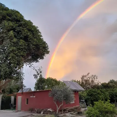 Orange Blossom Unique *