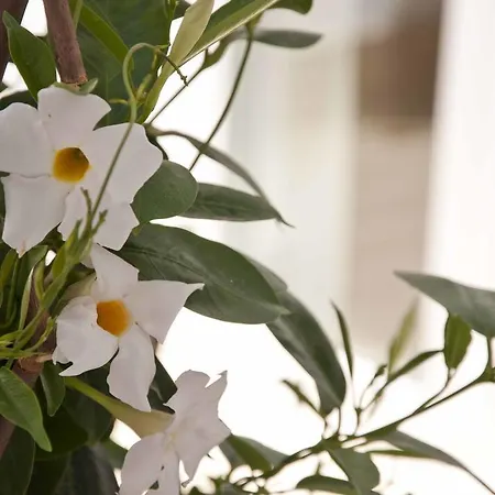 Konukevi Zalamera Valensiya