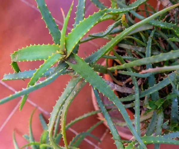 Διαμέρισμα Penthouse Duplex In A 4 Floors Spanish House -8 Min To Center By Metro