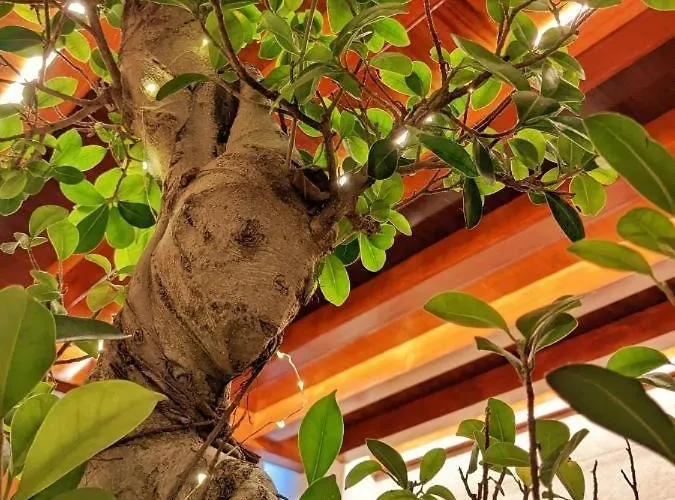 Catalina 瓦伦西亚