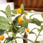 Pinedo Playa Rustico Apartman Valencia