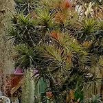 Oasis Epifito Urbano Botanical Wellness Oasis Near Of Arts & Sciencies * Valencia