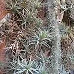 民宿 Oasis Epifito Urbano Botanical Wellness Oasis Near Of Arts & Sciencies