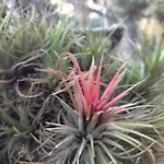 Oasis Epifito Urbano Botanical Wellness Oasis Near Of Arts & Sciencies 瓦伦西亚