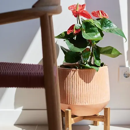 Slow * Валенсия