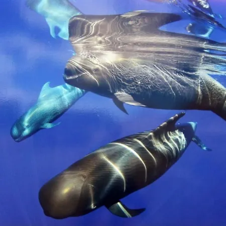 Apartmán Near The Bio Parc Valencie