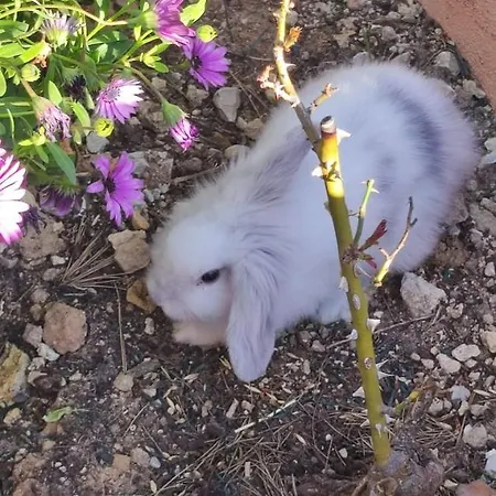 Chateau Angelique فالنسيا