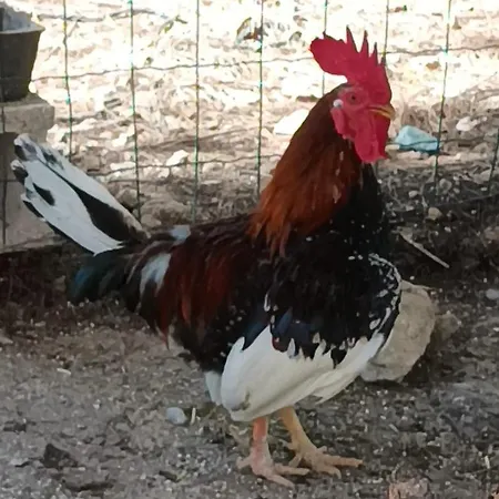 Chateau Angelique منزل ريفي