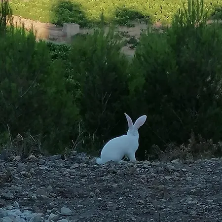 Chateau Angelique منزل ريفي *