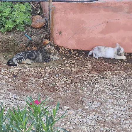 Chateau Angelique * ולנסיה