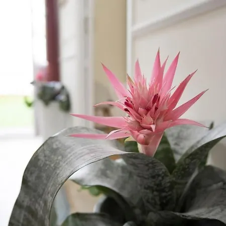 Family Century House With Terrace And Parking Appartement Valence