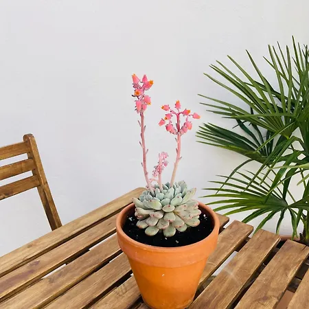 شقة Casa Valenciana Con Terraza *