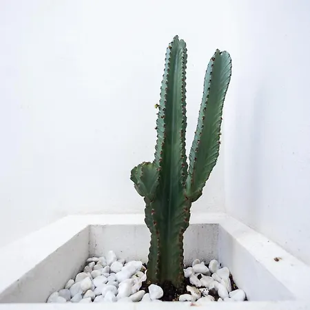 Yard Patraix By Concept Flats 4* バレンシア