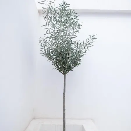 Yard Patraix By Concept Flats ゲストハウス 4*