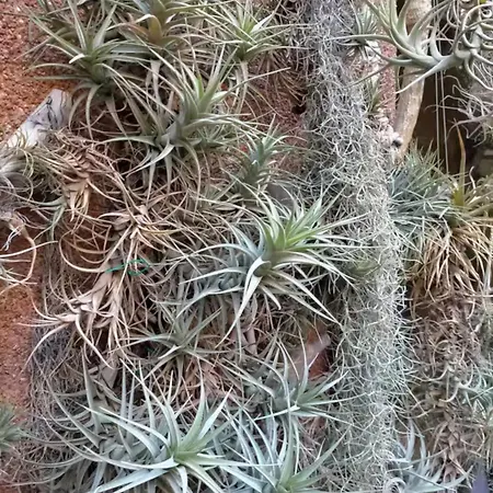 בית אירוח Oasis Epifito Urbano Botanical Wellness Oasis Near Of Arts & Sciencies