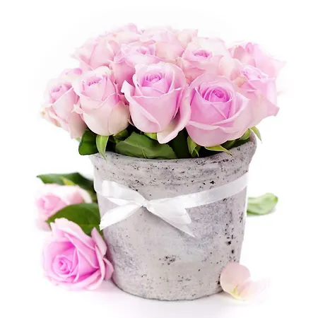 Homelirose * Valencia