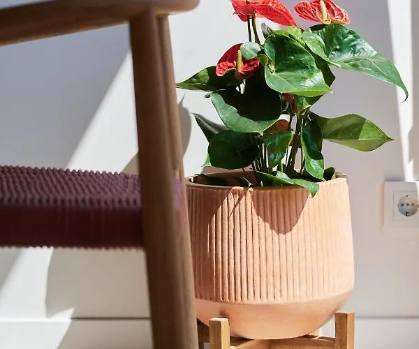 Slow * فالنسيا