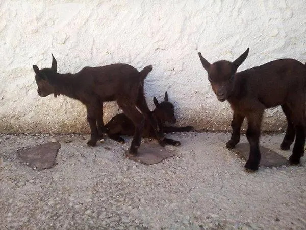 شاليه Granja El Regajo *