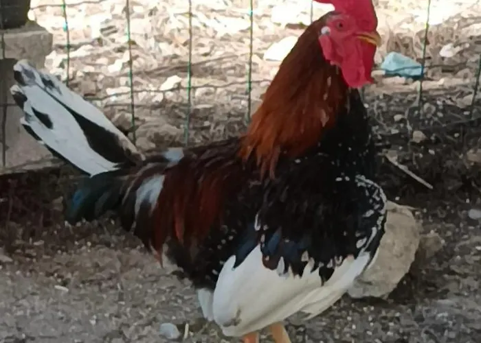 Chateau Angelique Εξοχικό σπίτι