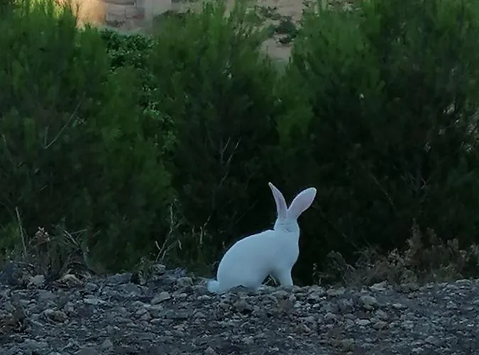 Chateau Angelique Εξοχικό σπίτι *