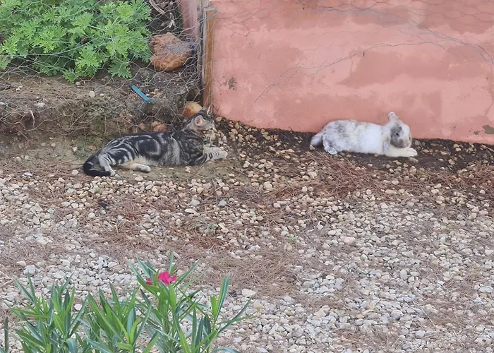 Chateau Angelique * Valence