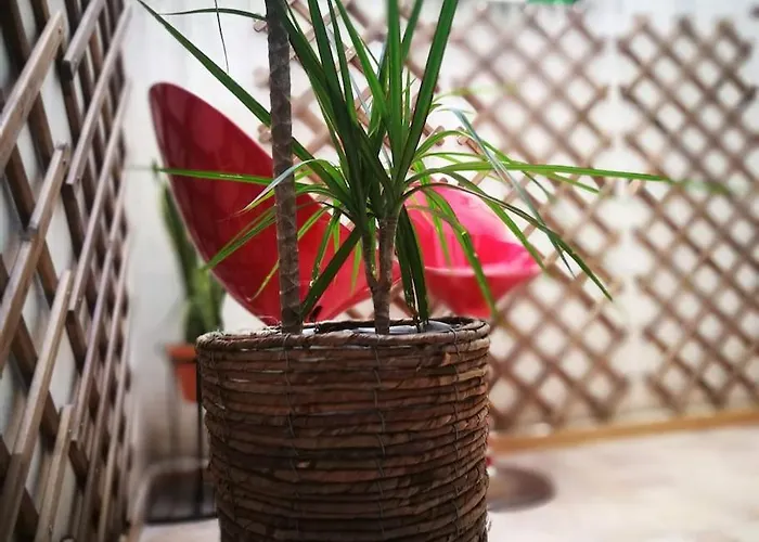 Center Where Falla Starts شقة