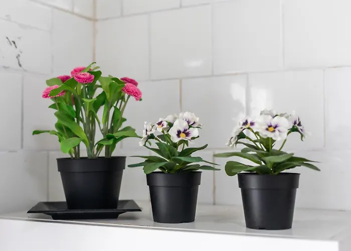 Apartament Mestalla River Walencja