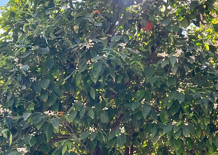 Hbb Βαλένθια