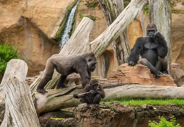 Duplex-lofts Les Arts I Les Ciencies Διαμέρισμα