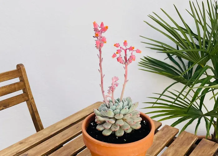 Διαμέρισμα Casa Valenciana Con Terraza *