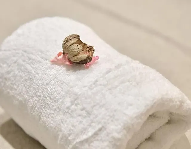 شقة Romantic Roig Arena N9 Virkin فالنسيا