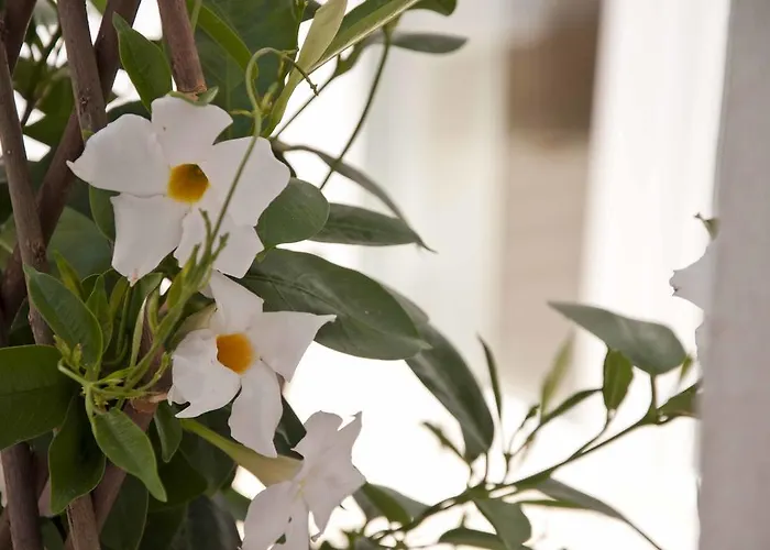 Guest house Zalamera Valencia