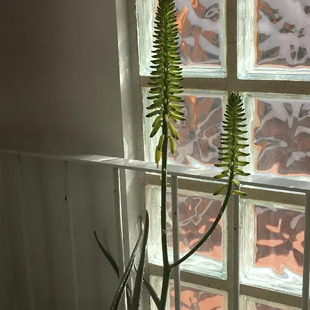 你的米卡萨公寓 *