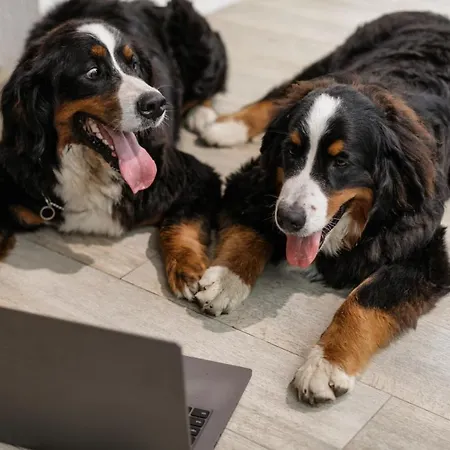 Petit Palace Plaza De La Reina 3* Valenza