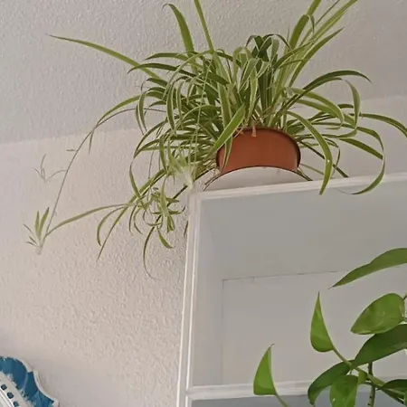 Privatunterkunft Blue Double Private At Front - En La Playa Piso Compartido