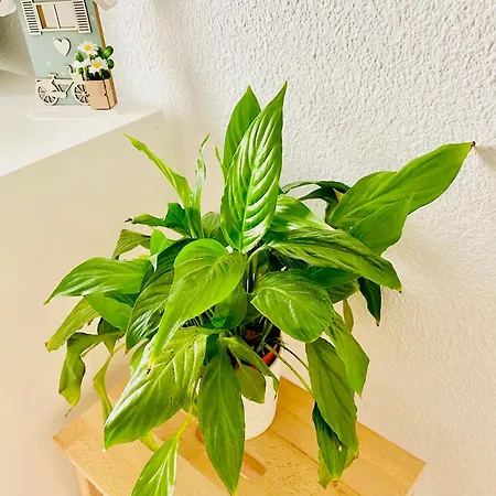 Precioso Playa Pinedo *