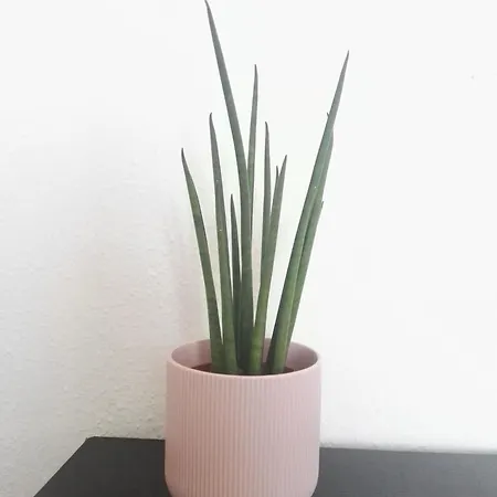 Gasthof Balcon Al Mar