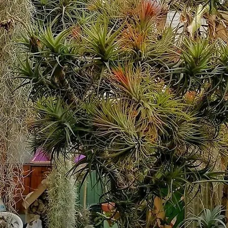 Oasis Epifito Urbano Botanical Wellness Oasis Near Of Arts & Sciencies * ולנסיה