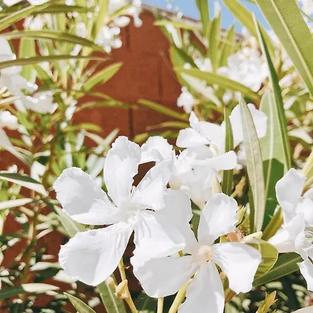 Mom La Punta Guest house 3*