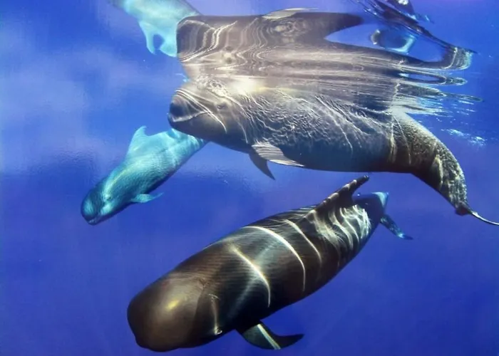 아파트 Near The Bio Parc 발렌시아