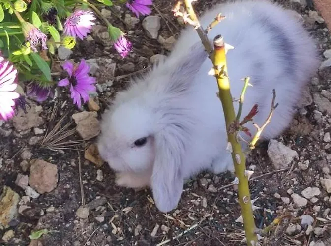 Chateau Angelique ולנסיה