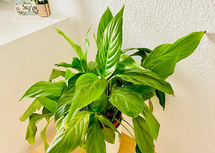 Precioso Playa Pinedo *