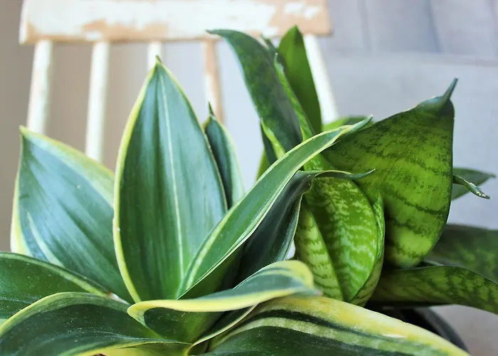 Barracart Валенсия