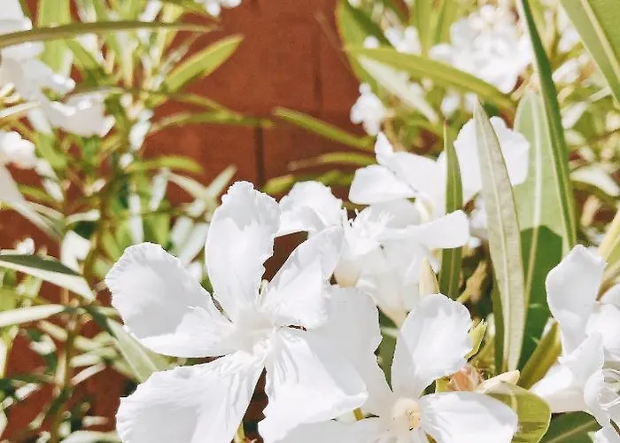 Mom La Punta Guest house 3*