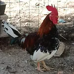 Chateau Angelique Lantställe