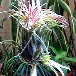 Oasis Epifito Urbano Botanical Wellness Oasis Near Of Arts & Sciencies 홈스테이 발렌시아